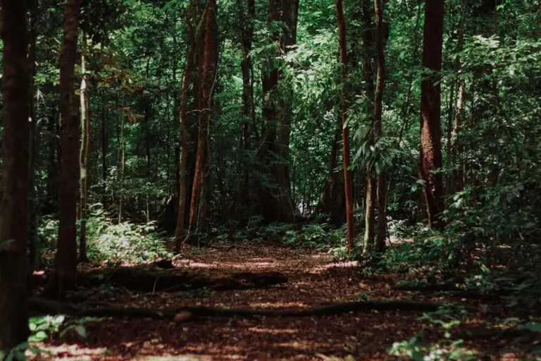 Clearing in the woods